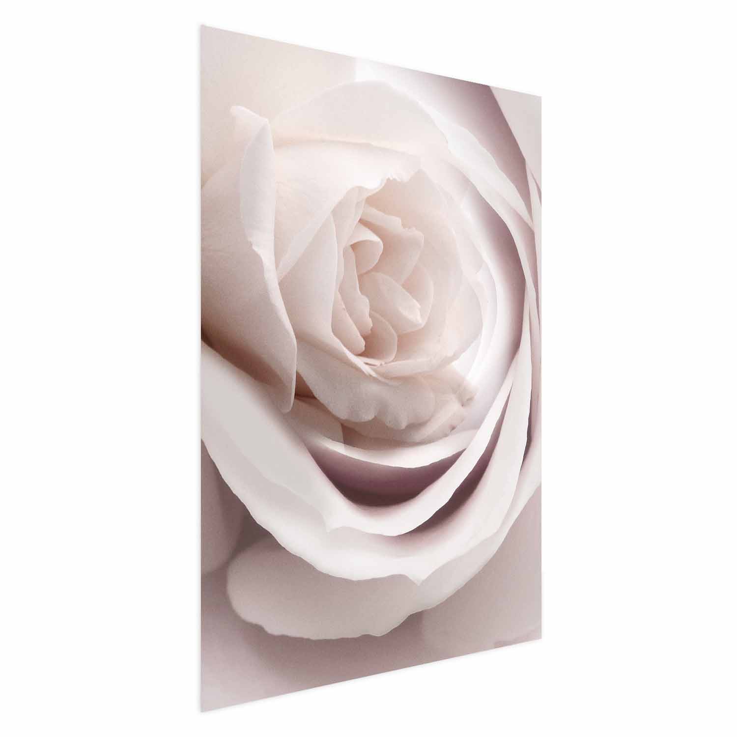Poster - Porcelain Rose